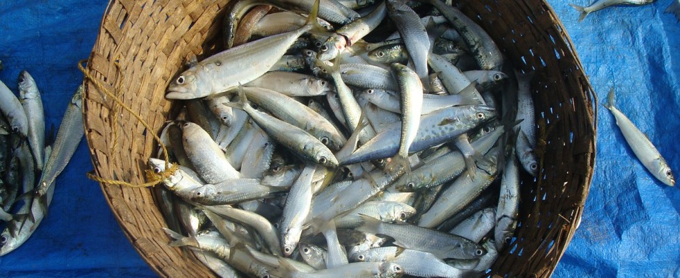 There Is No Such Thing As Sustainable Seafood