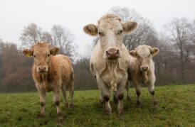 Grass-Fed Cows WORSE for Environment than Industrial