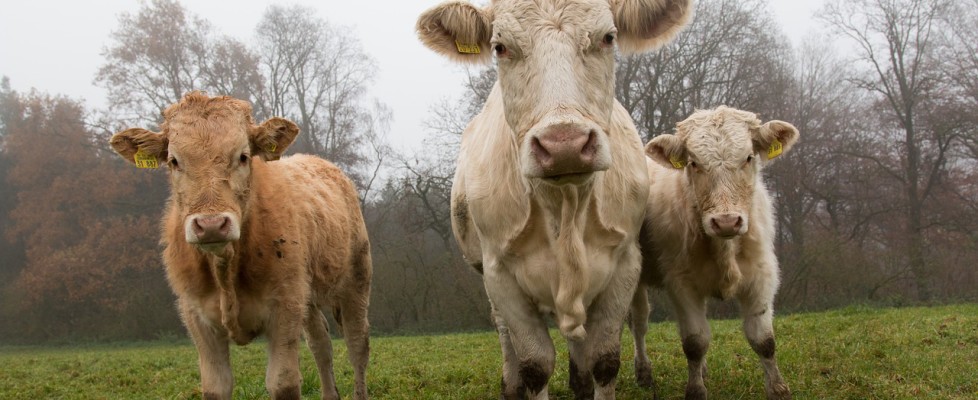 Grass-Fed Cows WORSE for Environment than Industrial
